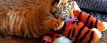 Cucciolo di tigre si consola con il peluche