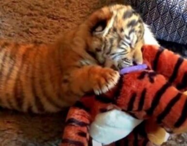 Cucciolo di tigre si consola con il peluche