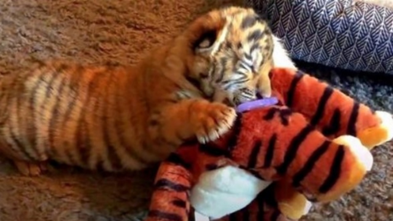 Cucciolo di tigre si consola con il peluche