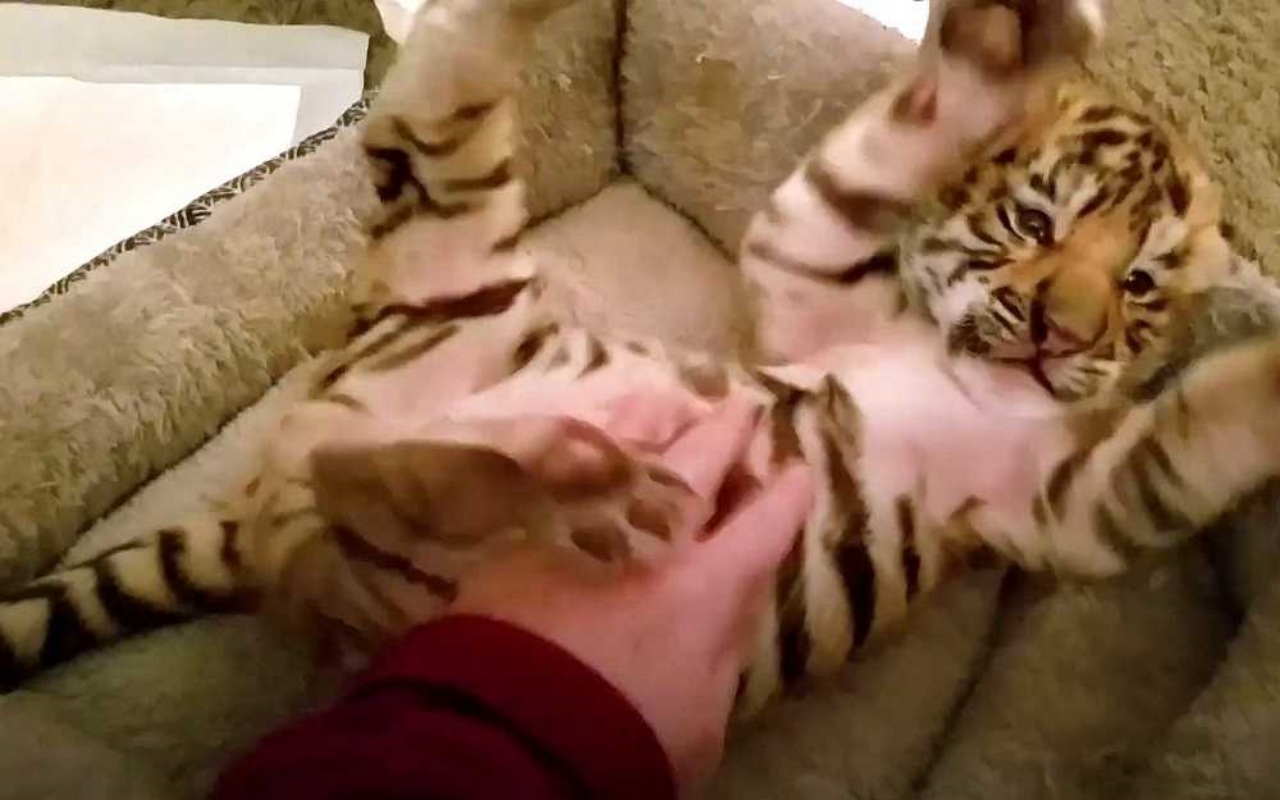 Cucciolo di tigre si consola con il peluche