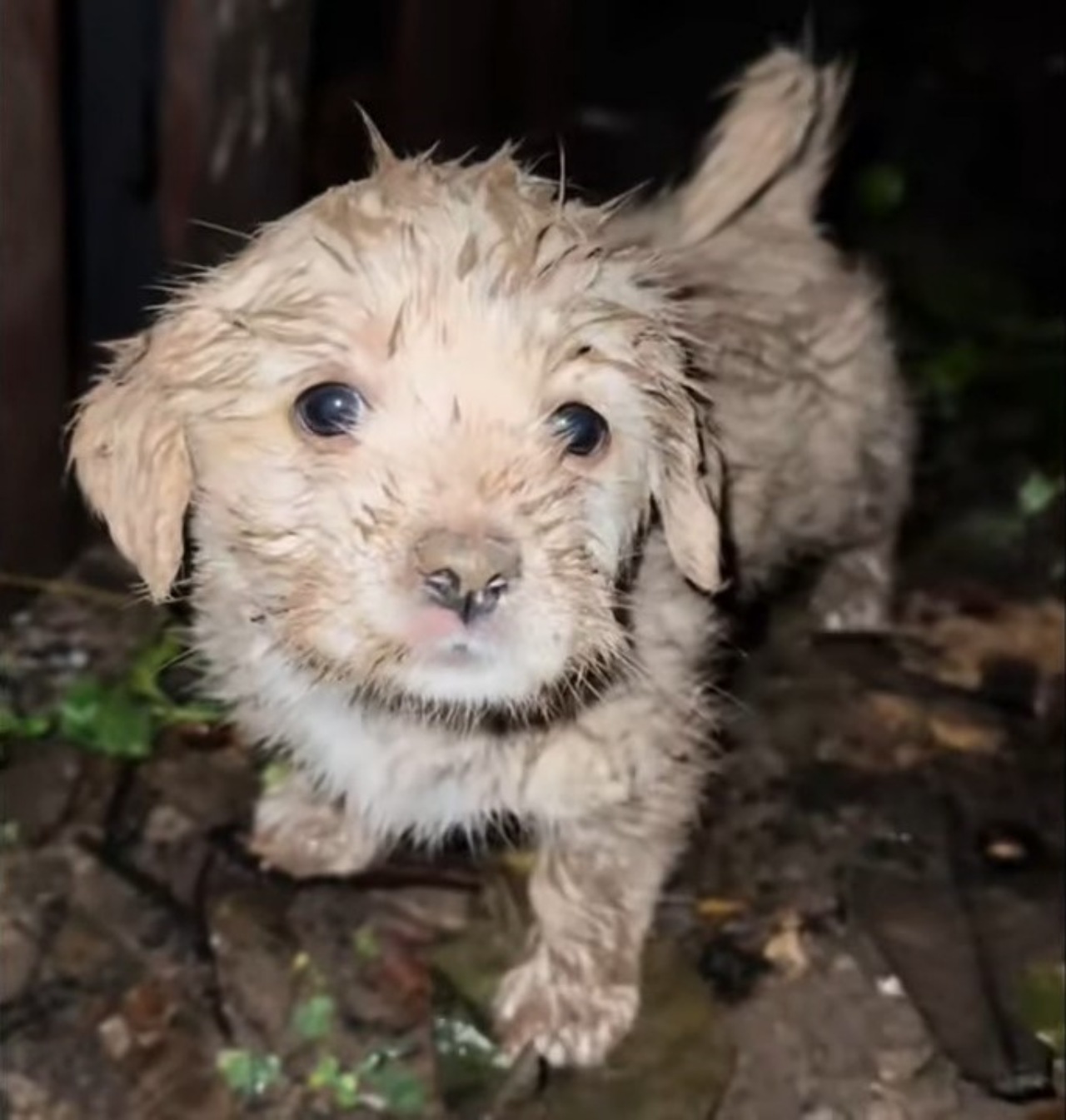 Cucciolo spaventato salvato da un uomo