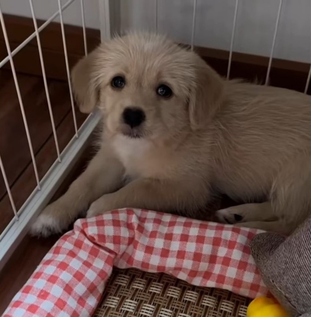 Cucciolo spaventato salvato da un uomo