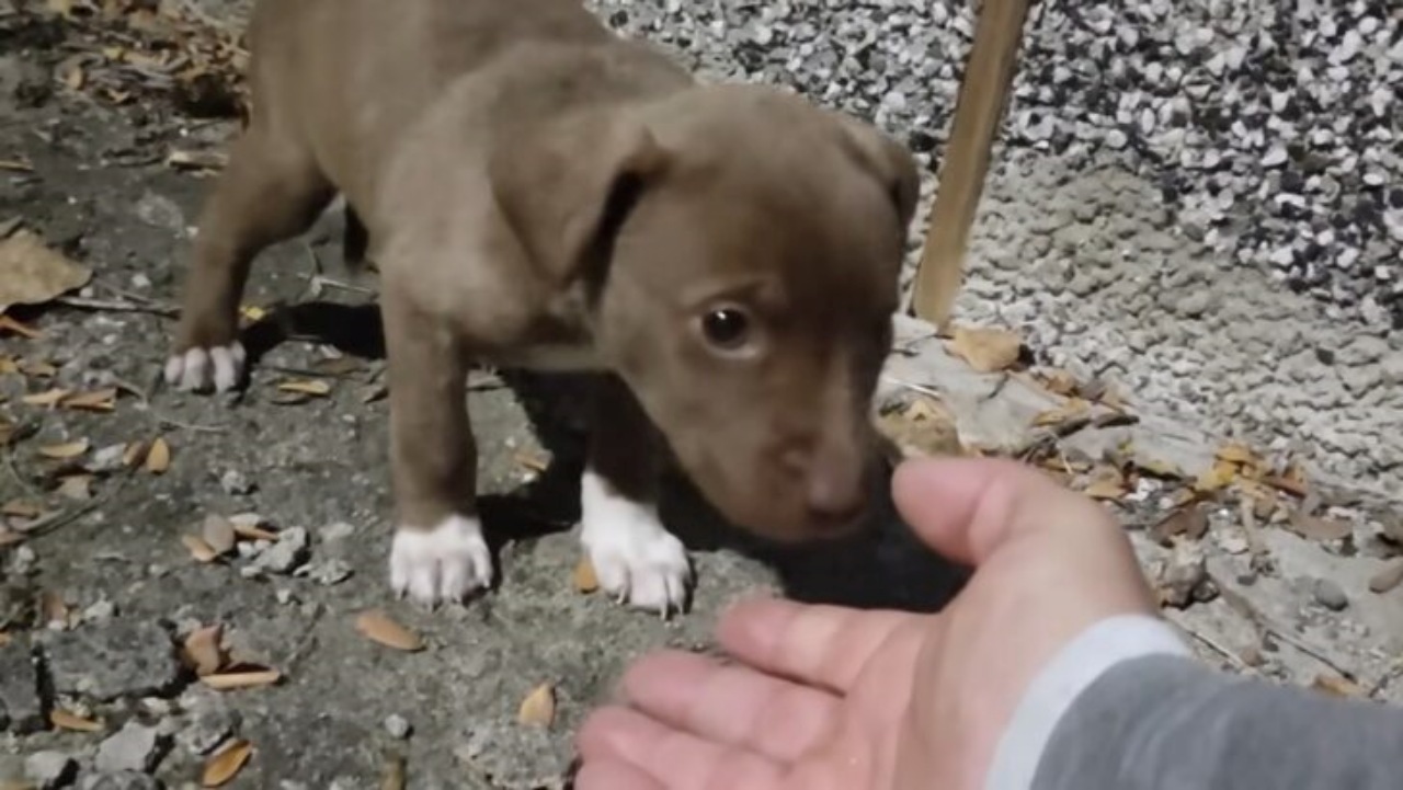 Cucciolo abbandonato