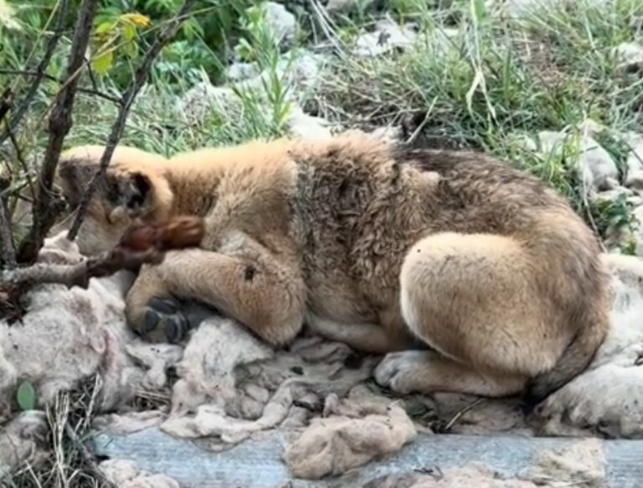 Cucciolo gravemente ferito