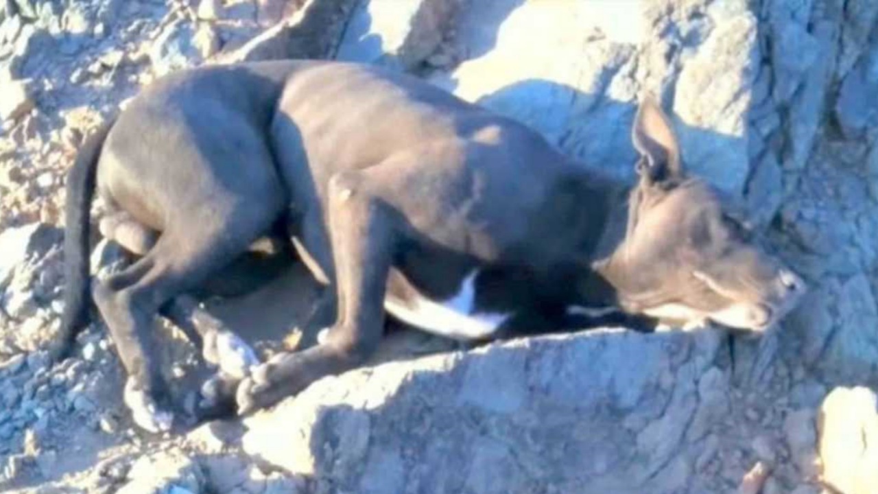 Escursionista salva un cane ferito