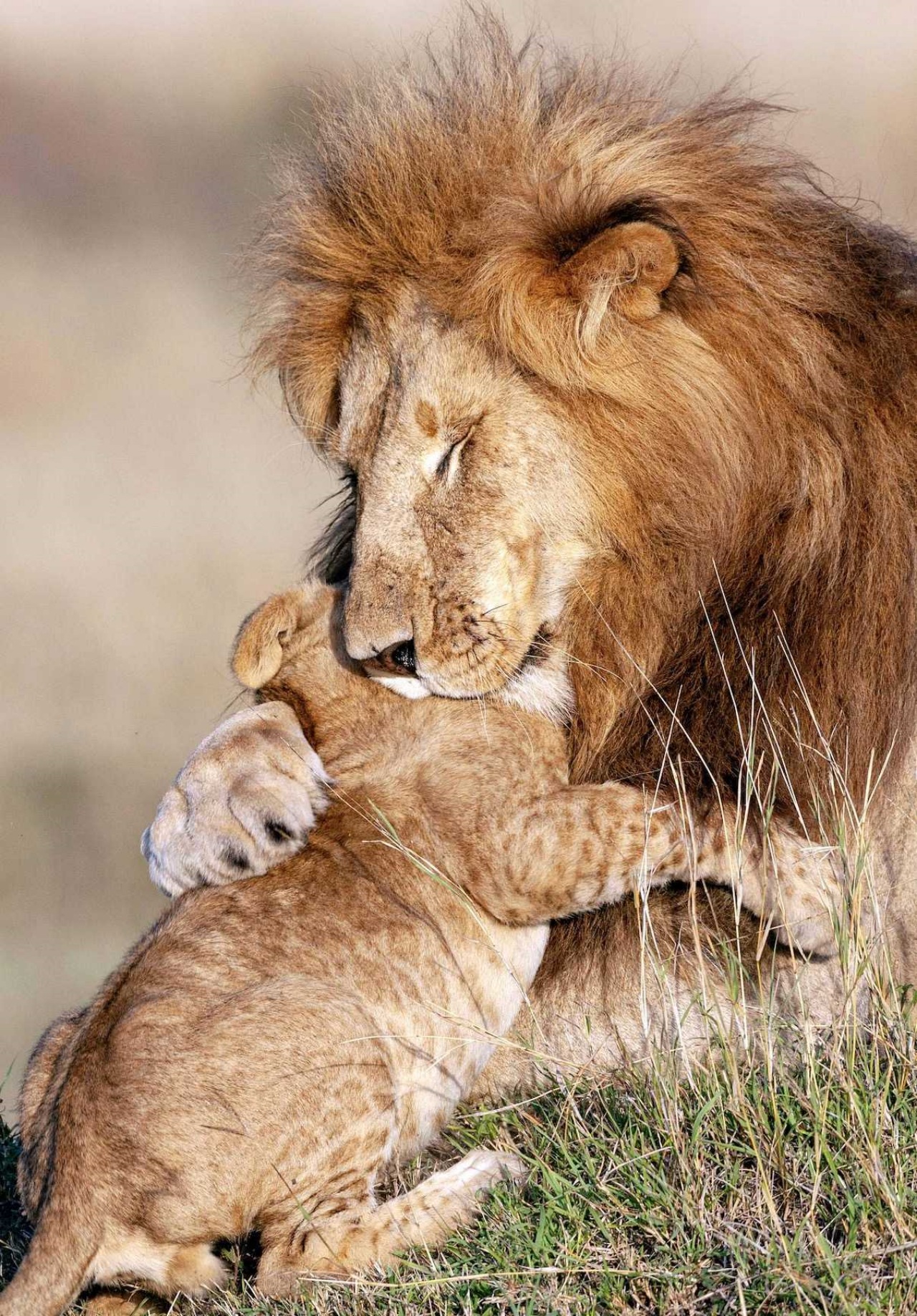 Leone e il suo cucciolo