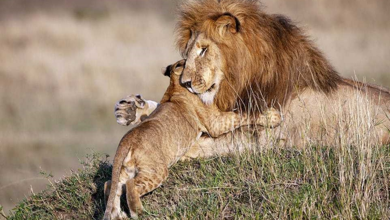 Leone e il suo cucciolo