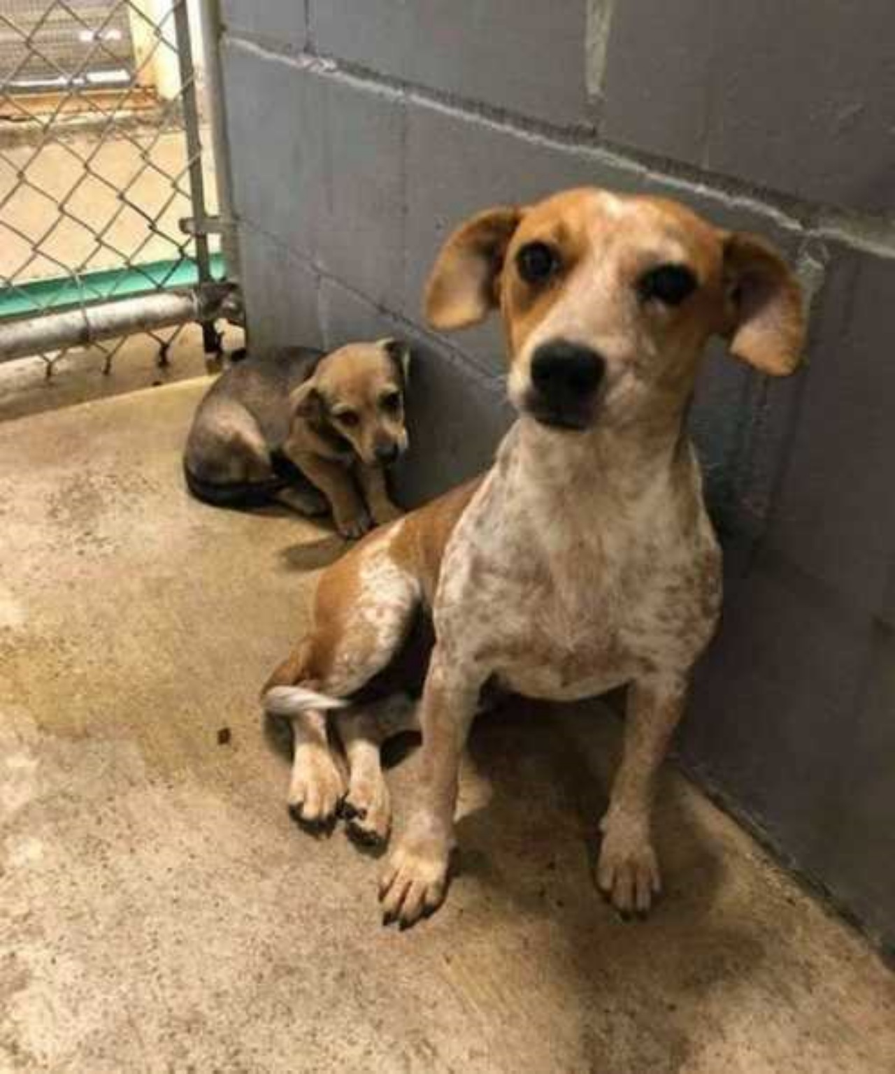 Mamma cane protegge il suo cucciolo