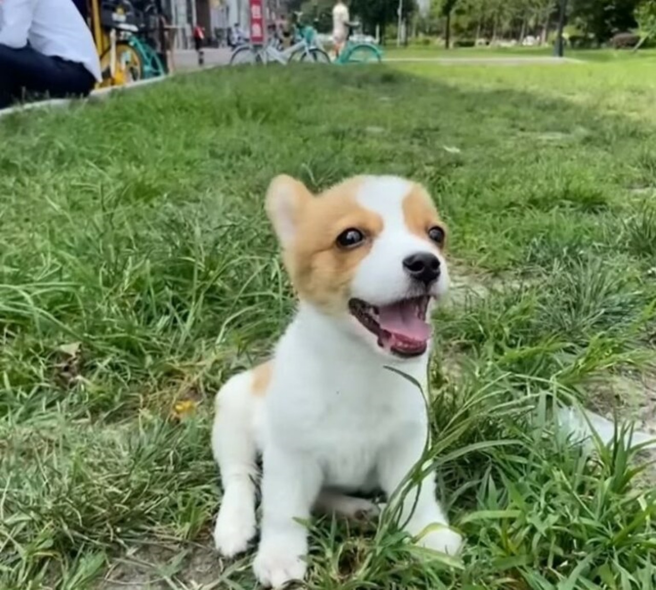 Piccolo Corgi malato