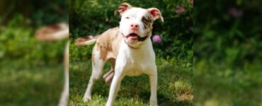 Pitbull dalla bellezza straordinario