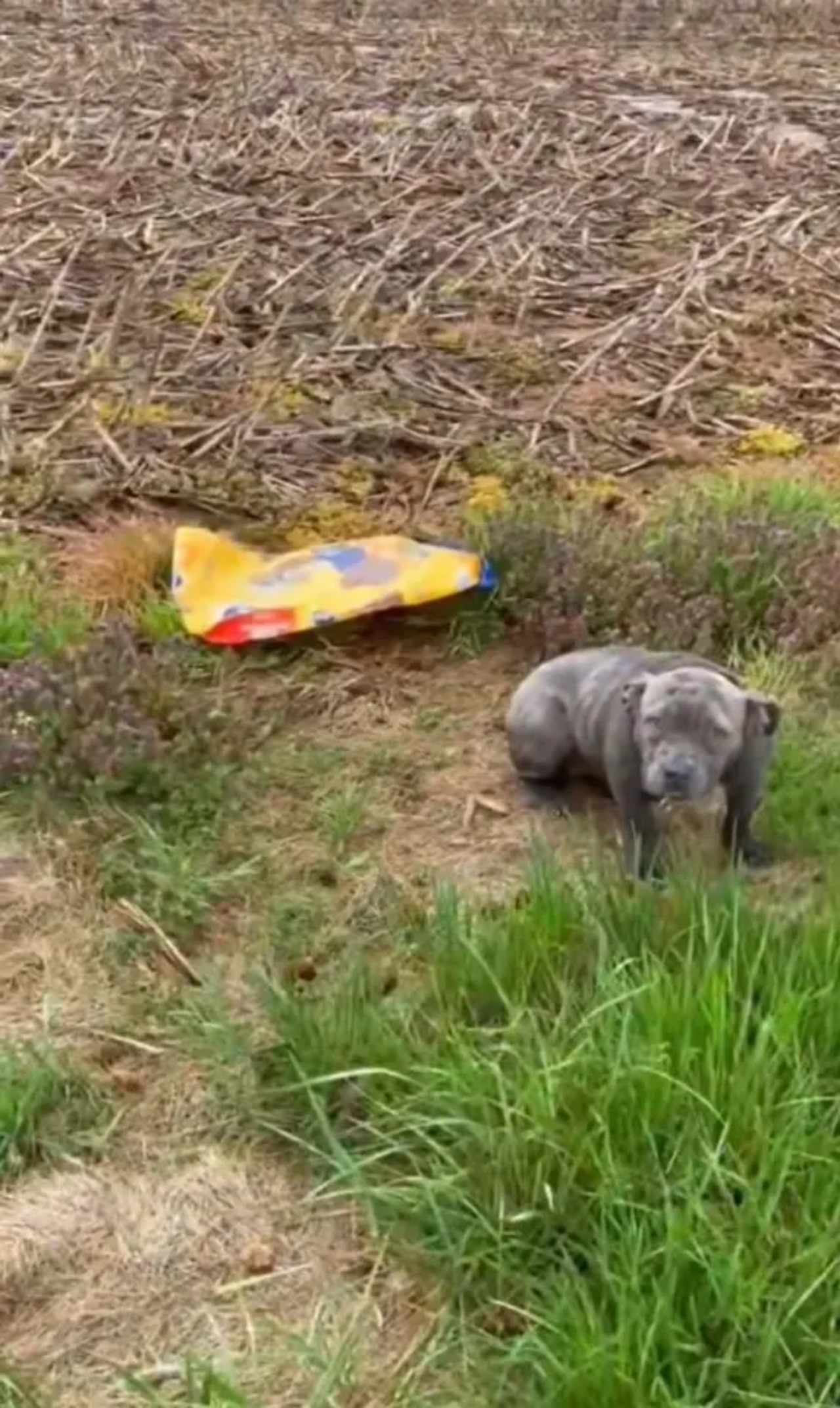 Pitbull abbandonato con un sacchetto