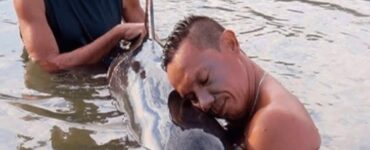 Surfisti salvano un cucciolo di balena