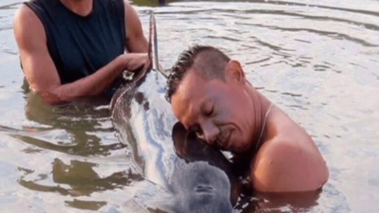 Surfisti salvano un cucciolo di balena