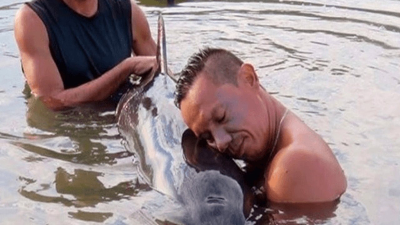 Surfisti salvano un cucciolo di balena