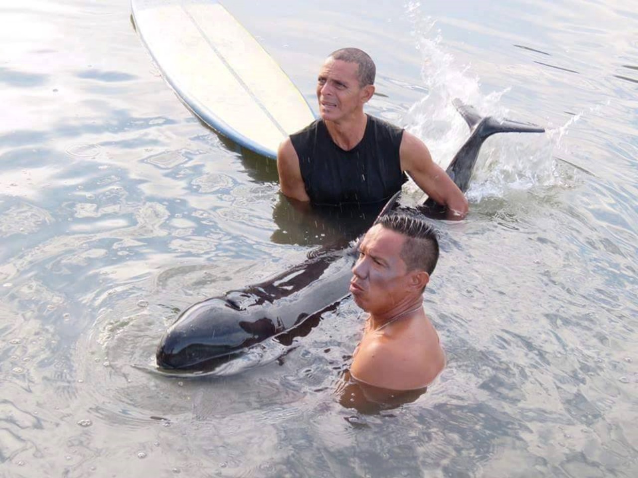 Surfisti salvano un cucciolo di balena