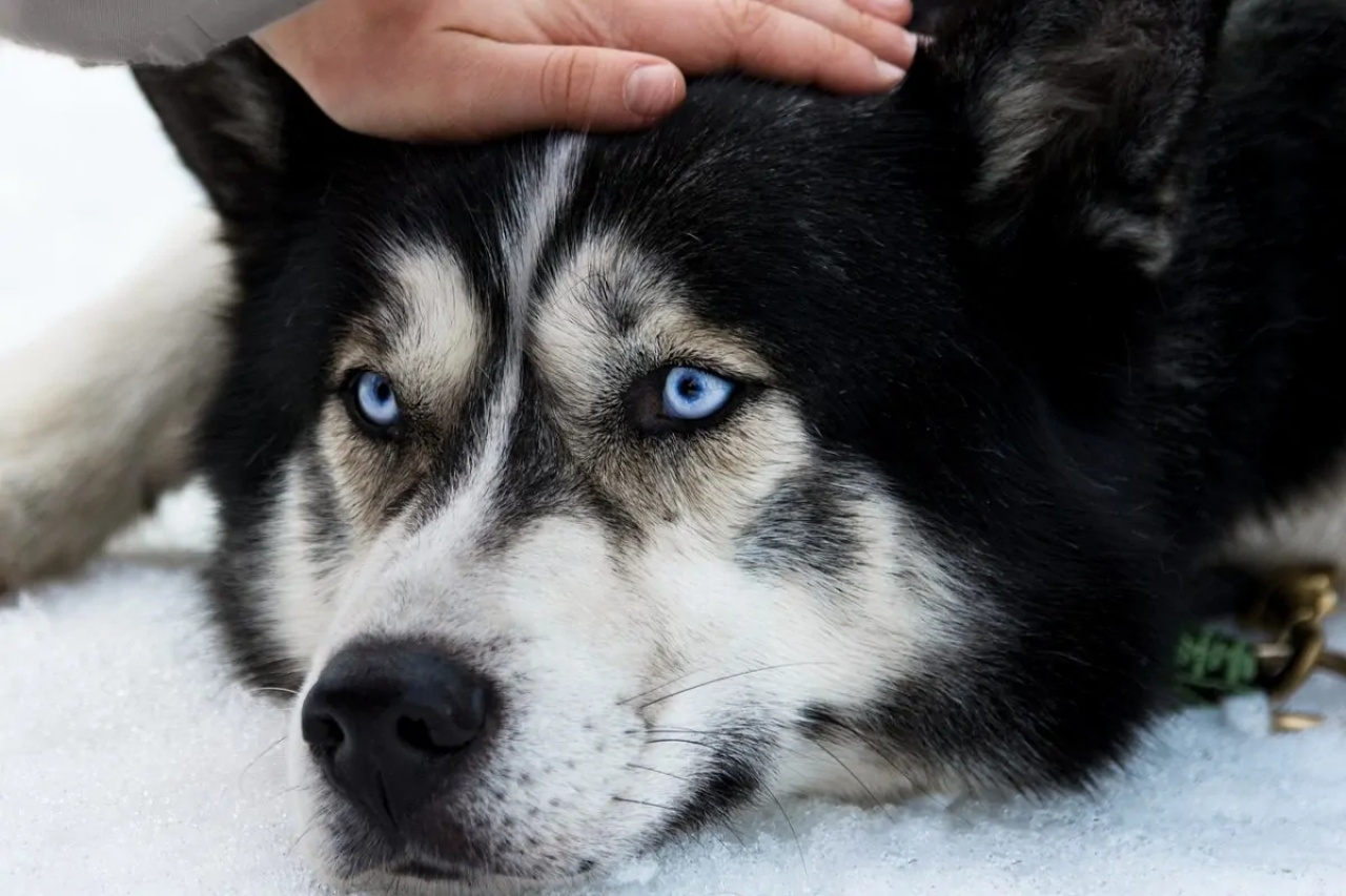 4 benefici husky 