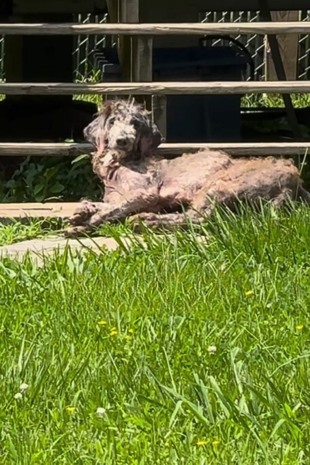 Barboncino trascurato diventa una bellissima cagnolina