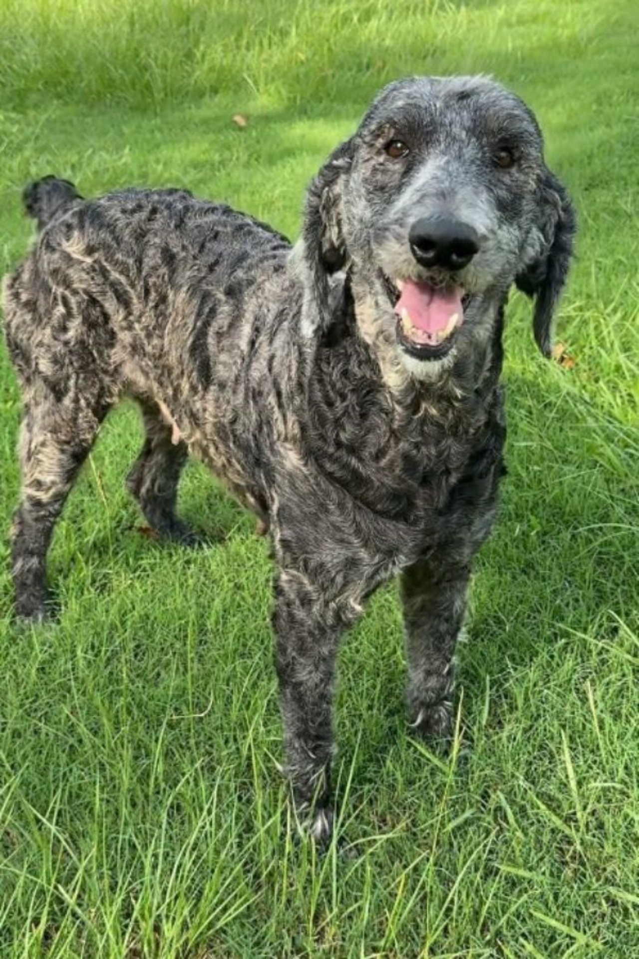 Barboncino trascurato diventa una bellissima cagnolina