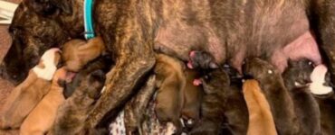 Cagnolina incinta dà alla luce 15 cuccioli