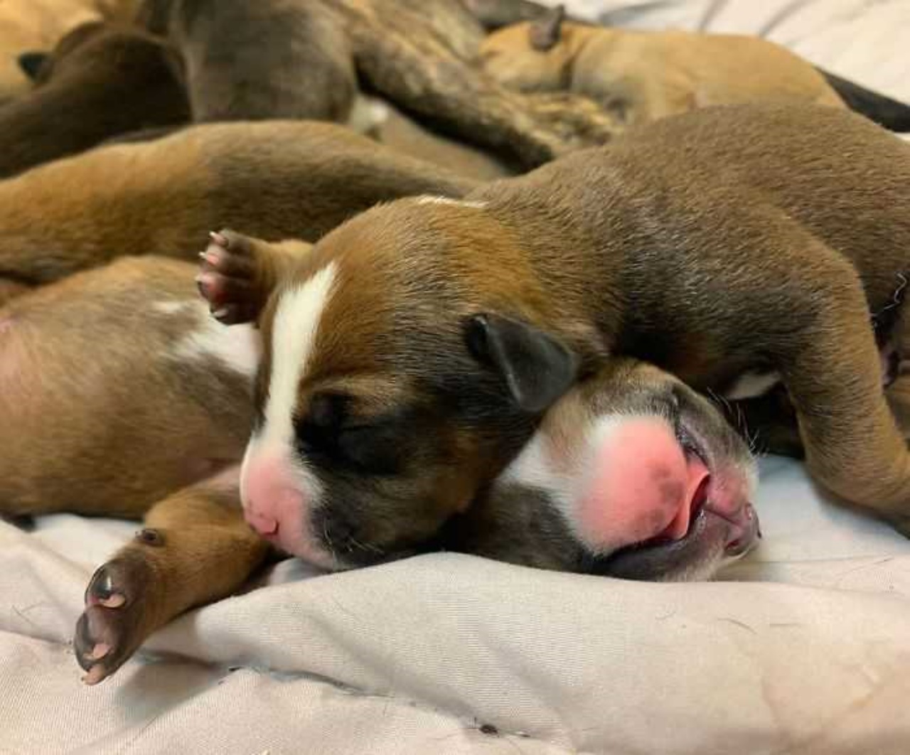 Cagnolina incinta dà alla luce 15 cuccioli