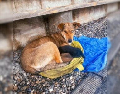 Cagnolina randagia protegge i suoi piccoli