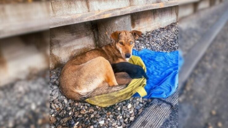 Cagnolina randagia protegge i suoi piccoli