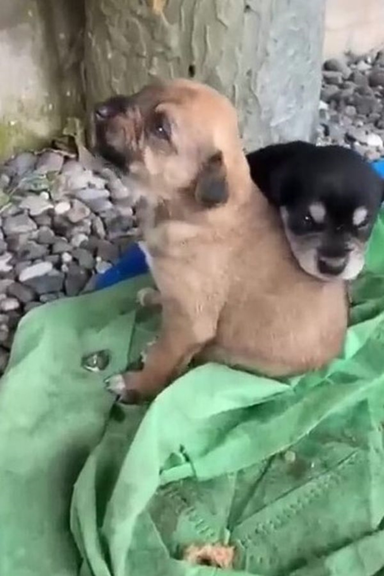 Cagnolina randagia protegge i suoi piccoli