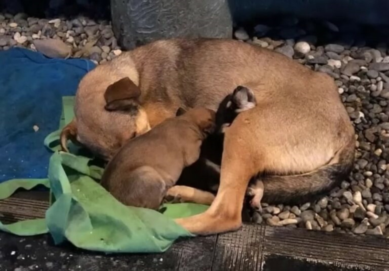 Cagnolina randagia protegge i suoi piccoli