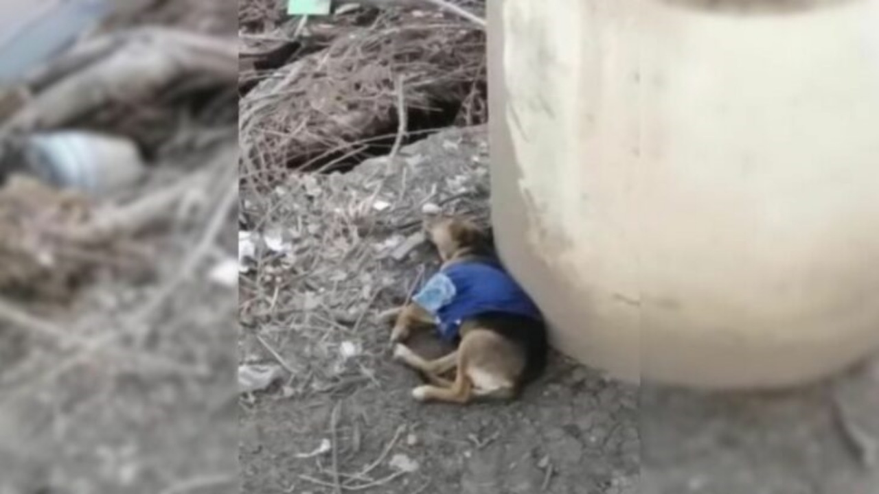 Cagnolino disperato e ferito