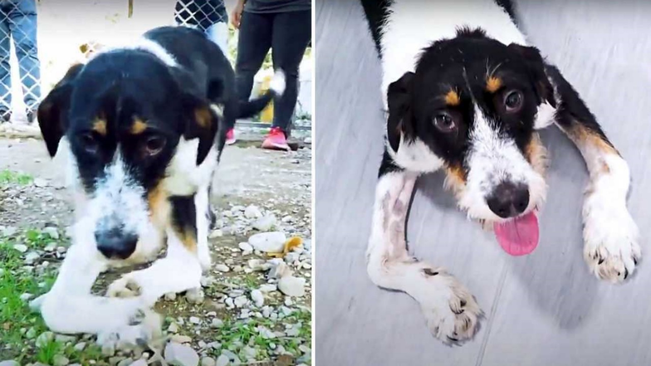 Cagnolino con zampe deformi