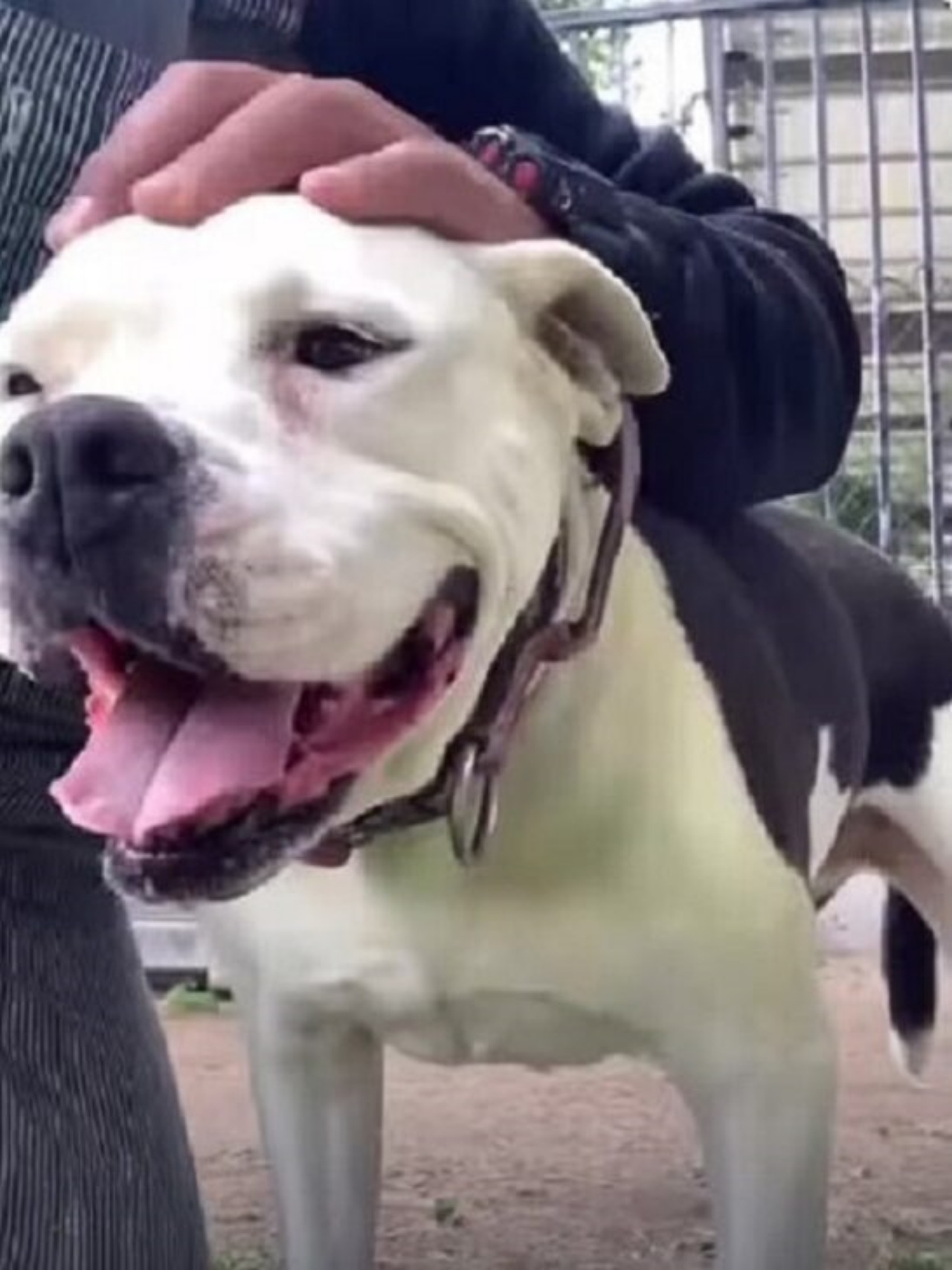 Cagnolino viene messo a letto dalla mammina