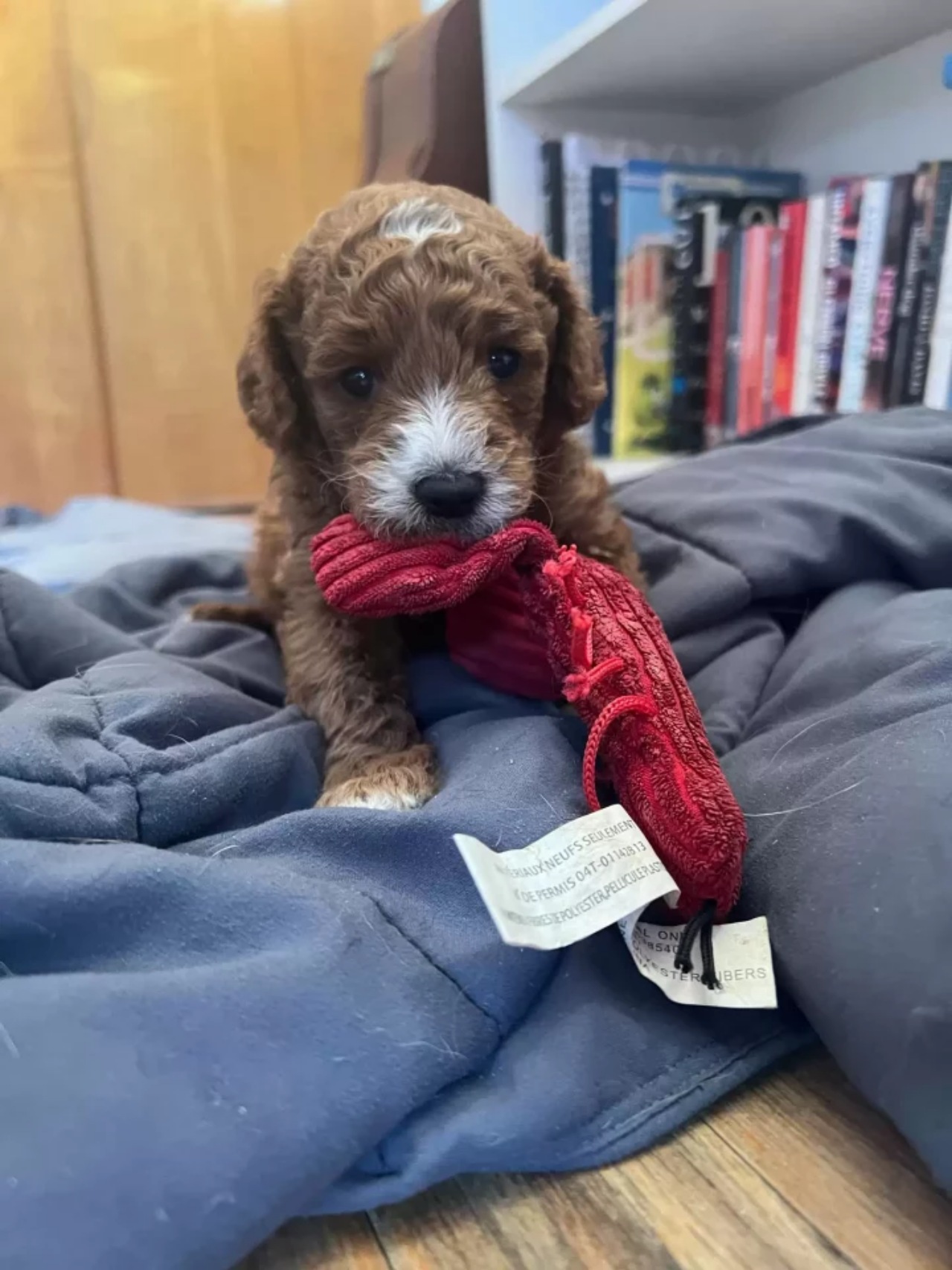 Cagnolino partorisce di notte