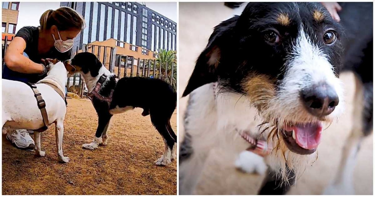 Cagnolino con zampe deformi