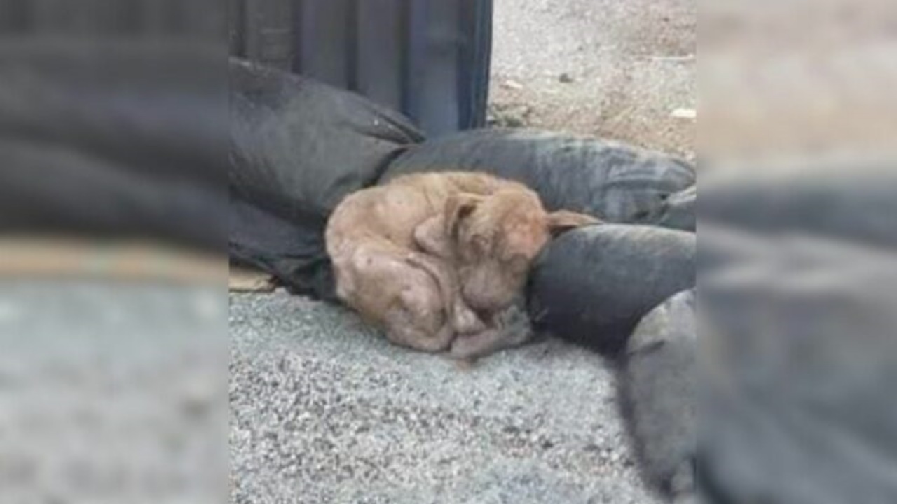 Cane abbandonato tra i rifiuti