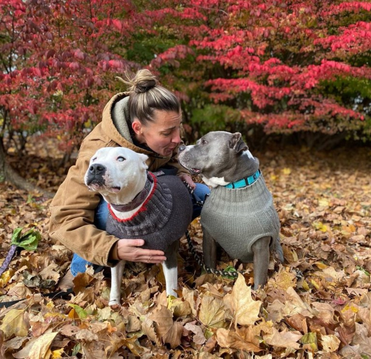 Cane abbandonato nel bosco