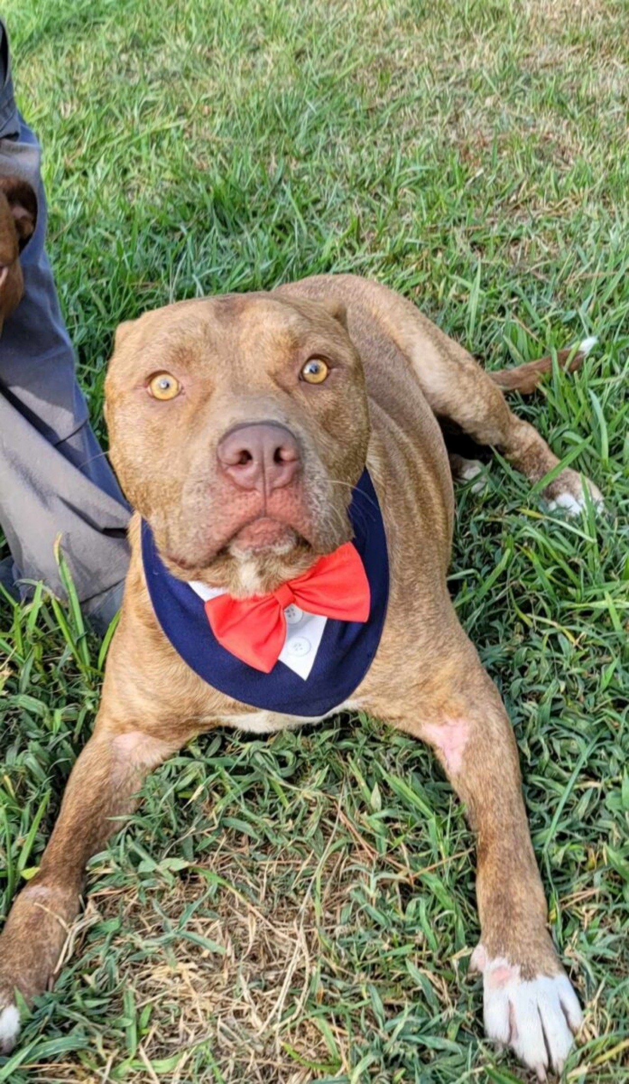 Cane abbandonato tra i rifiuti