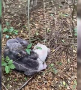 Cane abbandonato nel bosco