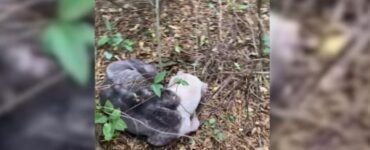 Cane abbandonato nel bosco