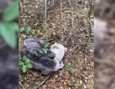 Cane abbandonato nel bosco