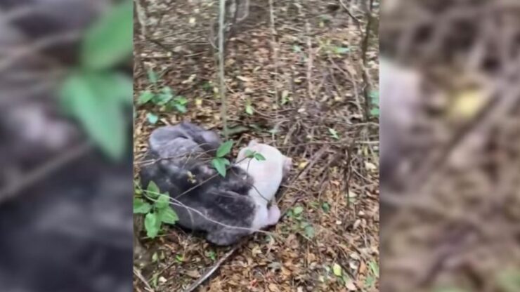 Cane abbandonato nel bosco