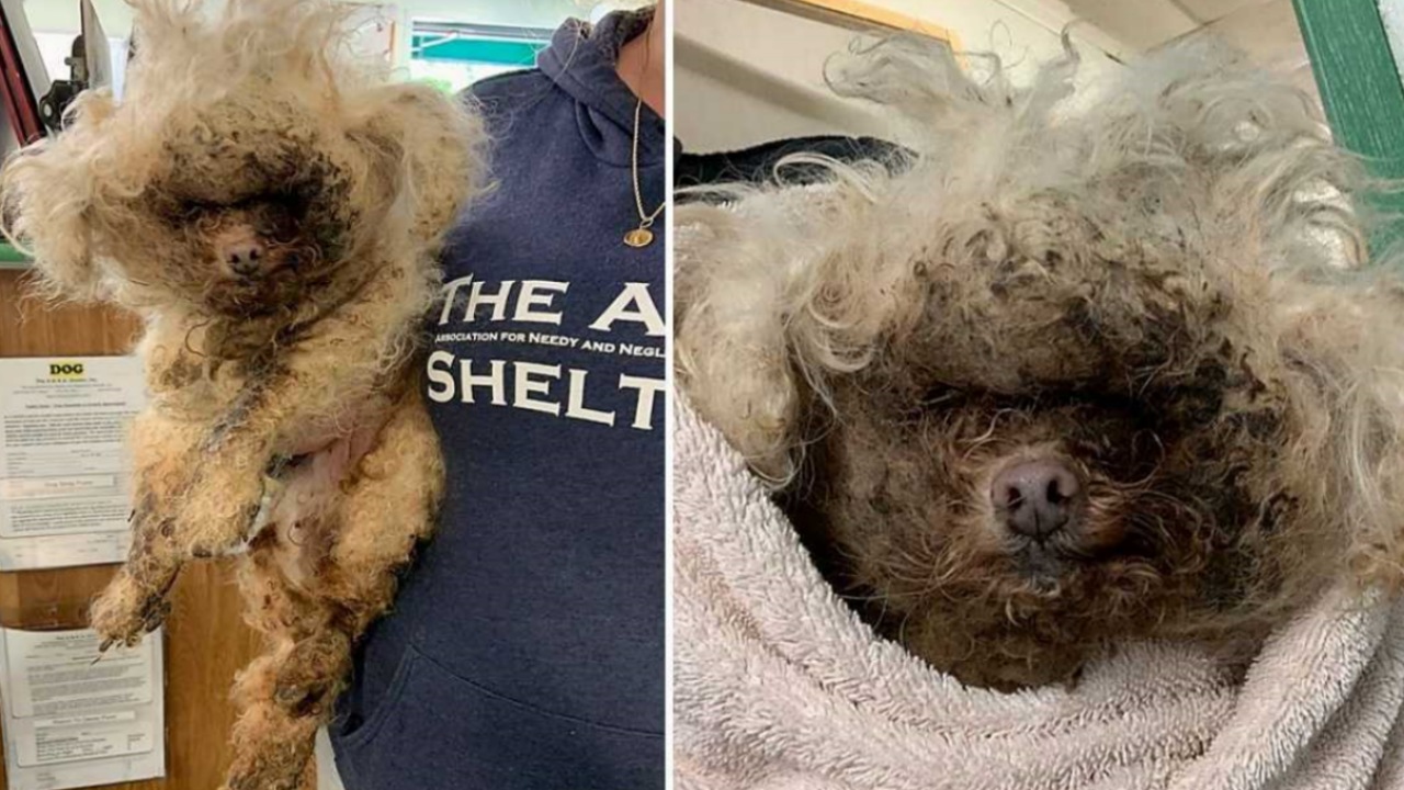 Cane anziano con un pelo orribile e ricoperto di vermi