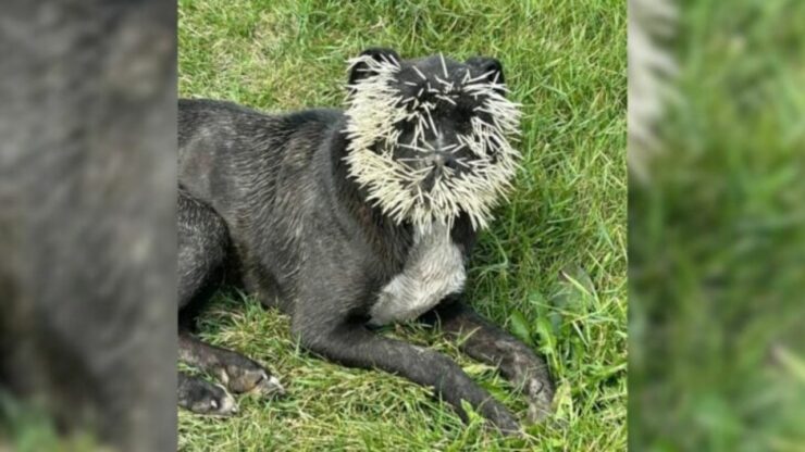 Cane ferito da un porcospino