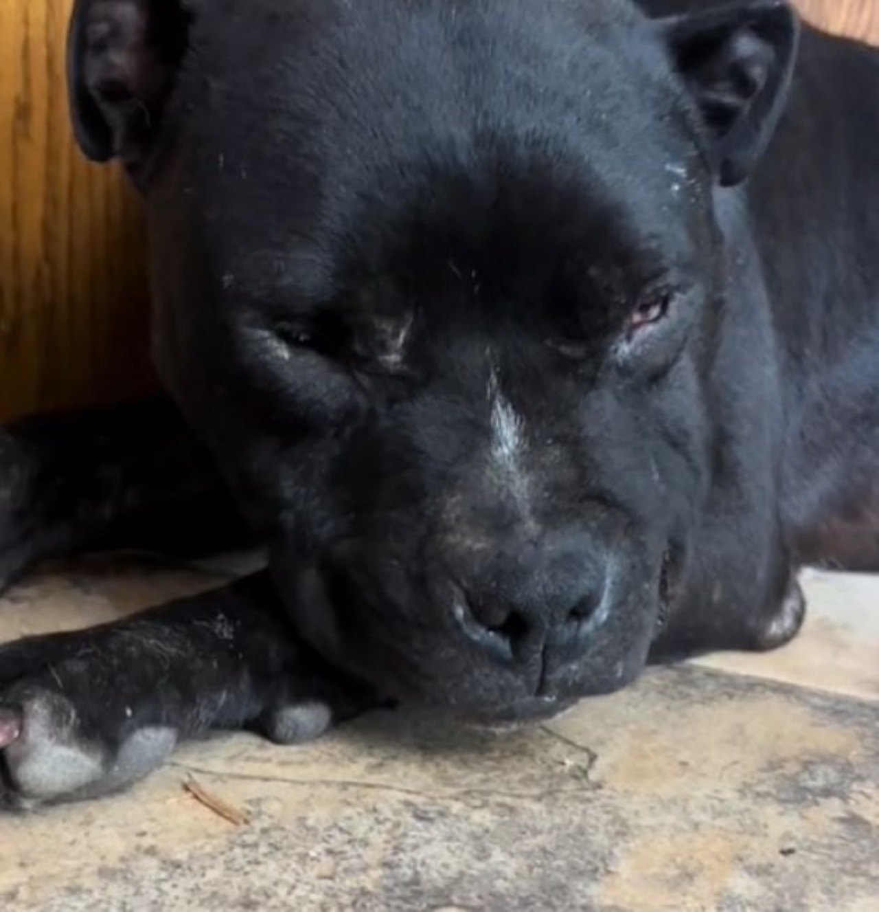 Cane ferito da un porcospino