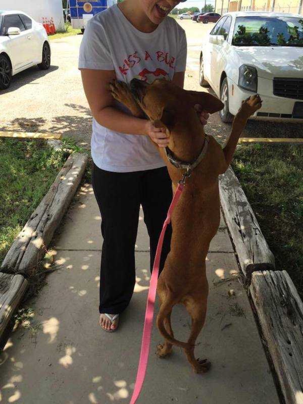 Cane in lacrime cerca una famiglia