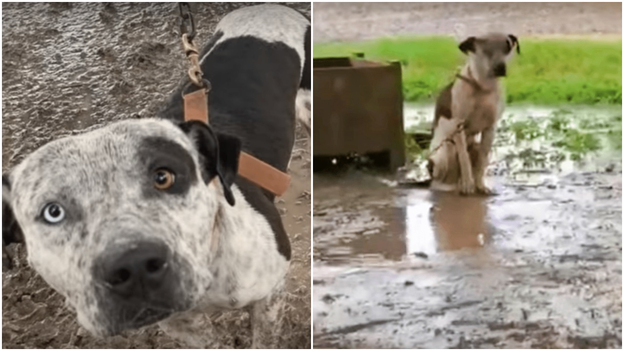 Cane incatenato senza potersi sdraiare