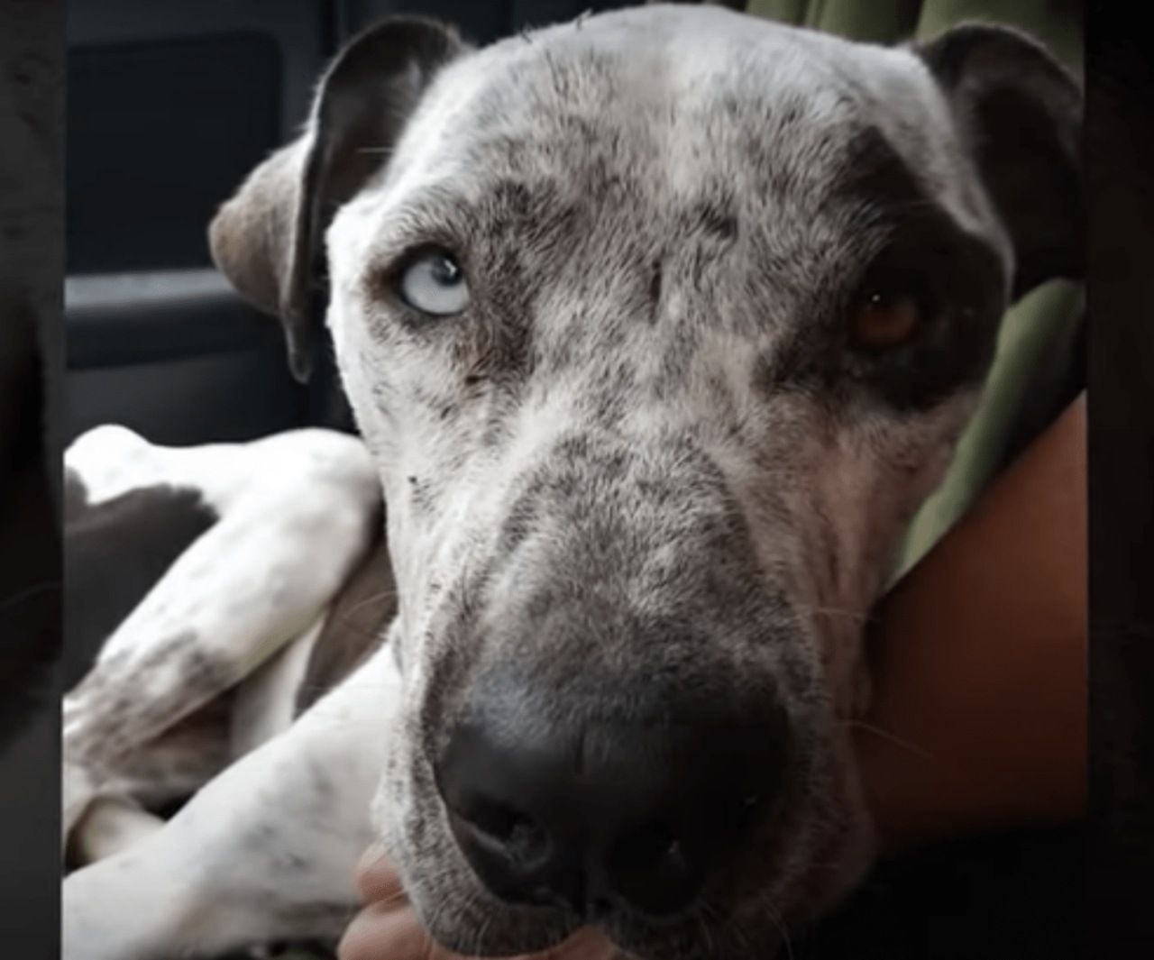 Cane incatenato senza potersi sdraiare