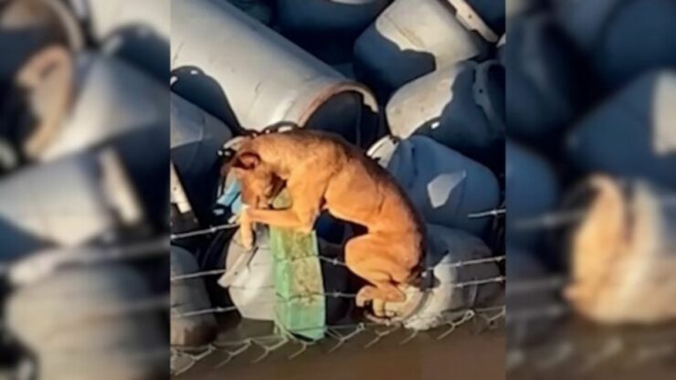 Cane intrappolato sul filo spinato salvato da un gruppo di lavoratori