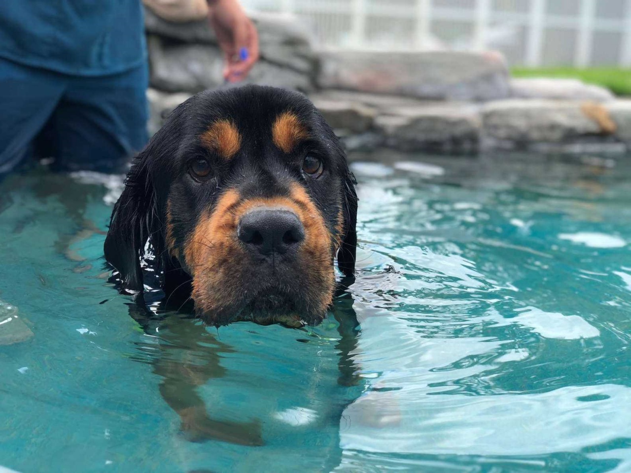 Cane paralizzato trova una seconda possibilità