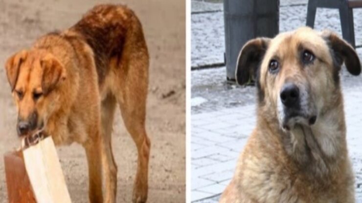 Cane randagio porta il cibo al suo padrone