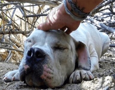 Cane randagio salvato dai soccorritori